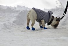 Dog Shoes 101: The Best Booties for Every Season, Surface, and Adventure