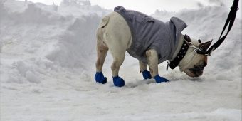 Dog Shoes 101: The Best Booties for Every Season, Surface, and Adventure