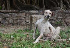 The Best Flea and Tick Medications for Dogs and Cats