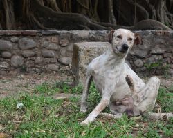 The Best Flea and Tick Medications for Dogs and Cats