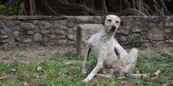 The Best Flea and Tick Medications for Dogs and Cats