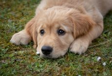 The Ultimate New Puppy Checklist: Everything You Need for Your New Best Friend