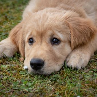The Ultimate New Puppy Checklist: Everything You Need for Your New Best Friend