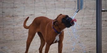 Dehydration in Dogs: Common Causes, Warning Signs, and When to Call the Vet