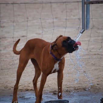 Dehydration in Dogs: Common Causes, Warning Signs, and When to Call the Vet