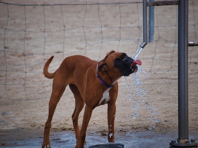 Dehydration in Dogs: Common Causes, Warning Signs, and When to Call the Vet