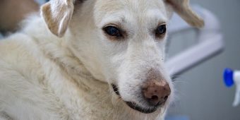 Can Dogs Get Lyme Disease? What Pet Parents Need to Know