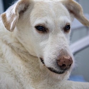 Can Dogs Get Lyme Disease? What Pet Parents Need to Know