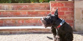 The 5 Best Flea Pills for Dogs (Vet-Recommended Options)