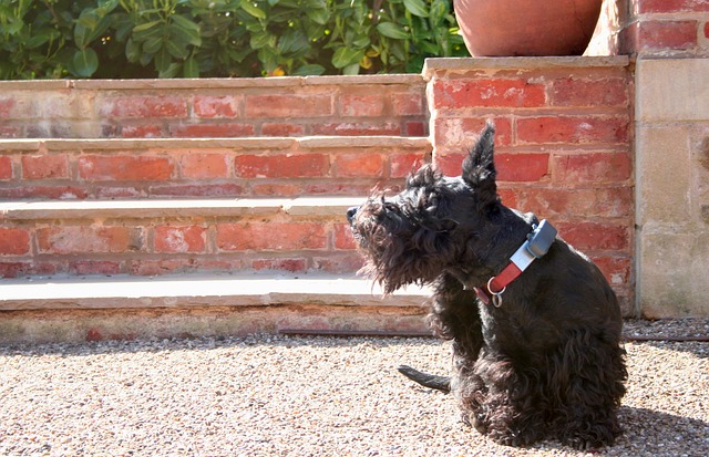 The 5 Best Flea Pills for Dogs (Vet-Recommended Options)