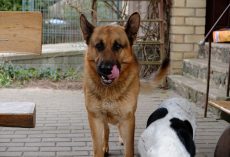 What To Do If Your Dog Eats Too Fast (And How To Slow Her Down)