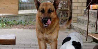 What To Do If Your Dog Eats Too Fast (And How To Slow Her Down)