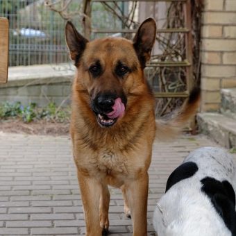 What To Do If Your Dog Eats Too Fast (And How To Slow Her Down)