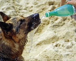 Heat Exhaustion in Dogs: Warning Signs, Causes, and How to Prevent It