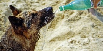 Heat Exhaustion in Dogs: Warning Signs, Causes, and How to Prevent It