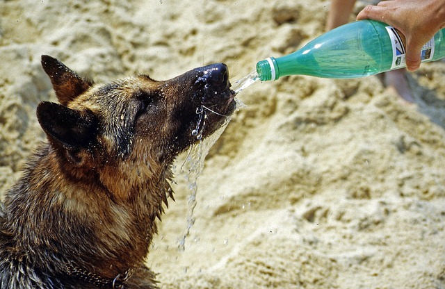 Heat Exhaustion in Dogs: Warning Signs, Causes, and How to Prevent It