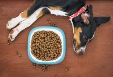 Best Dog Food: Vet-Approved Picks and How to Choose the Right One