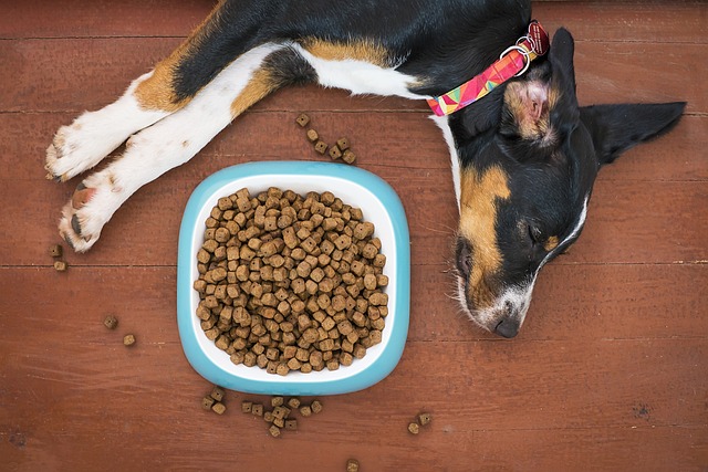 Best Dog Food: Vet-Approved Picks and How to Choose the Right One