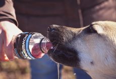 4 Best Dog Water Bottles to Keep Your Pup Hydrated Anywhere