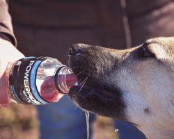 4 Best Dog Water Bottles to Keep Your Pup Hydrated Anywhere