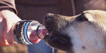 4 Best Dog Water Bottles to Keep Your Pup Hydrated Anywhere