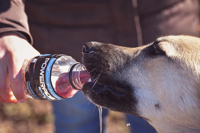 4 Best Dog Water Bottles to Keep Your Pup Hydrated Anywhere