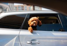 How to Help a Dog With Car Sickness (And Make Rides Stress-Free Again)