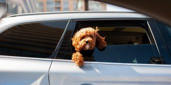 How to Help a Dog With Car Sickness (And Make Rides Stress-Free Again)