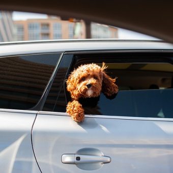 How to Help a Dog With Car Sickness (And Make Rides Stress-Free Again)