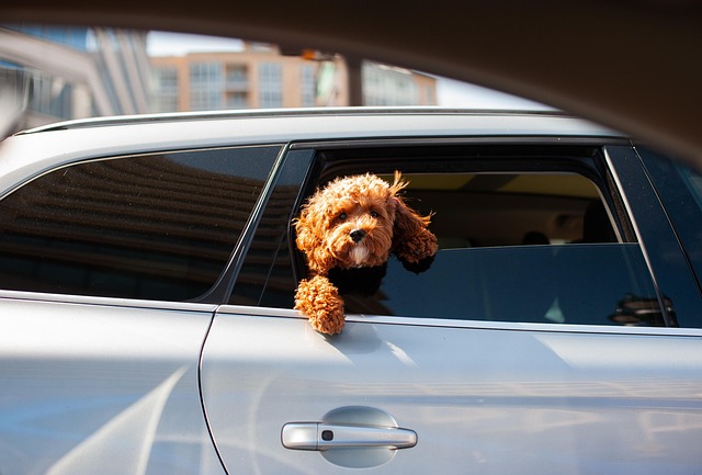 How to Help a Dog With Car Sickness (And Make Rides Stress-Free Again)