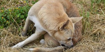 Tick Prevention for Dogs: 6 Effective Ways to Keep Ticks Away