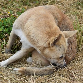 Tick Prevention for Dogs: 6 Effective Ways to Keep Ticks Away