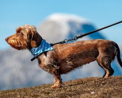 The 10 Best Dog Leashes (Trainer-Approved) & How To Choose the Right One