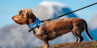The 10 Best Dog Leashes (Trainer-Approved) & How To Choose the Right One