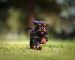 Help! My Dog Keeps Running Away — Why It Happens And How To Stop It