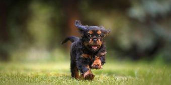 Help! My Dog Keeps Running Away — Why It Happens And How To Stop It
