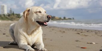 Can Dogs Drink Ocean Water? Here’s Why It’s Not a Good Idea