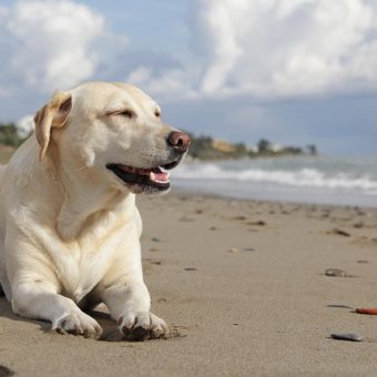 Can Dogs Drink Ocean Water? Here’s Why It’s Not a Good Idea
