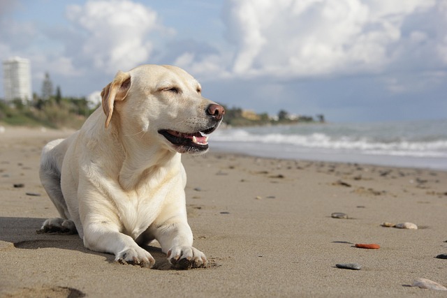 Can Dogs Drink Ocean Water? Here’s Why It’s Not a Good Idea