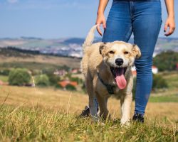 Hiking With Your Dog: Safety Tips, Training, and Trail Prep