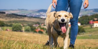 Hiking With Your Dog: Safety Tips, Training, and Trail Prep