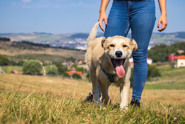 Hiking With Your Dog: Safety Tips, Training, and Trail Prep