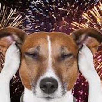 Fireworks & Your Dog: 10 Vet-Backed Ways to Help Your Pup Stay Calm