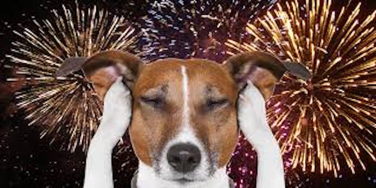 Fireworks & Your Dog: 10 Vet-Backed Ways to Help Your Pup Stay Calm