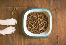 Is Grain-Free Dog Food Actually Bad for Dogs? What Vets Want You to Know