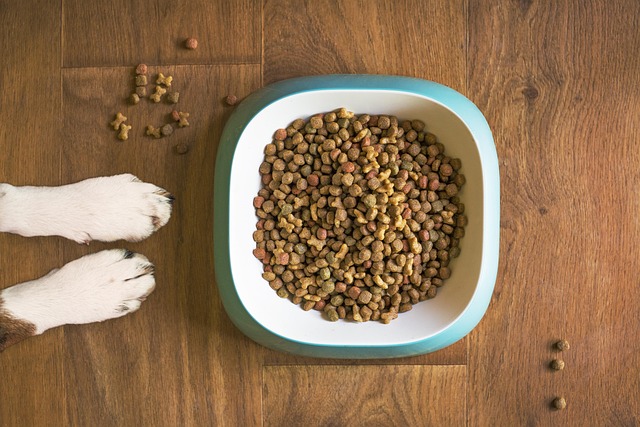 Is Grain-Free Dog Food Actually Bad for Dogs? What Vets Want You to Know