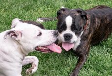 13 Reasons Dogs Pant — And When You Should Worry