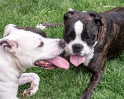 13 Reasons Dogs Pant — And When You Should Worry