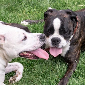 13 Reasons Dogs Pant — And When You Should Worry