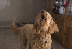 Help! My Dog Won’t Stop Barking — Here’s What It Really Means